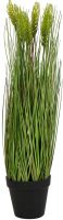EUROPALMS Weizen Frühsommer 60cm von Europalms
