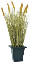 EUROPALMS Weizen erntereif 60cm von Europalms