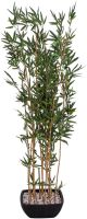 EUROPALMS Zierbambus in Dekoschale, 150cm von Europalms
