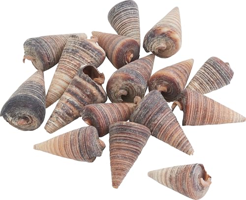 Eurosand Muschel Telescopium, 250g, Deko, maritime Dekoration, Muschelschale von Eurosand