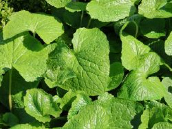 Wasabi, Japanischer Meerrettich 'Mephisto Green', Eutrema japonicum 'Mephisto Green', Topfware von Eutrema japonicum 'Mephisto Green'