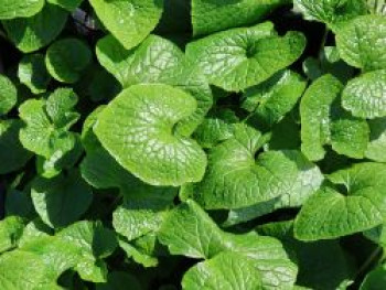 Wasabi, Japanischer Meerrettich 'Mephisto Red', Eutrema japonicum 'Mephisto Red', Topfware von Eutrema japonicum 'Mephisto Red'