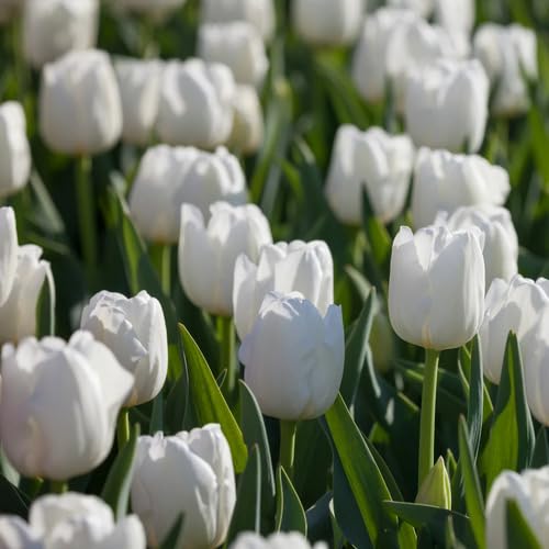 100 Stück Tulpenblumensamen von Evanuha