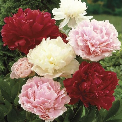 100 x gemischte Pfingstrosenblumensamen von Evanuha