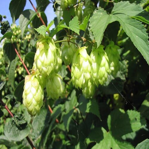 Humulus lupulus Pflanzensamen Grün 30 Stück Zum Anpflanzen von Evanuha