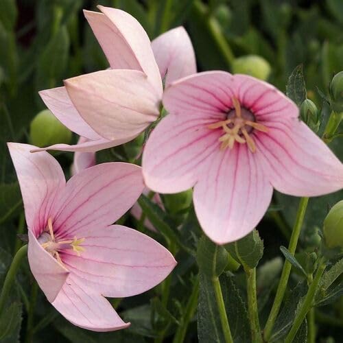 Platycodon grandiflorus Blüte weiß 100St Platycodon grandiflorus Blüte weiß 100St von Evanuha