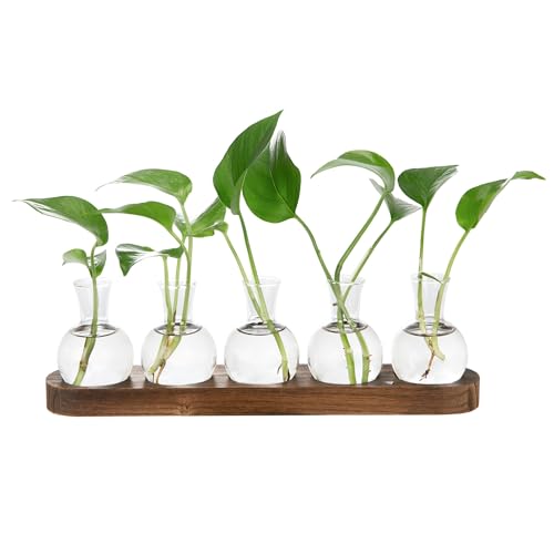 Everkeen Blumenvase mit Hölzernen Tablett Propagation Station Glasvase Terrarium Pflanzen Hydrokultur Vase Tischvase Kleine Vasen Set Deko Vasen für Wohnzimmer Büro von Everkeen