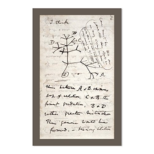 EvolveFISH Darwin 's Tree of Life 27,9 x 43,2 cm Poster EvolveFISH Darwin 's Tree of Life 27,9 x 43,2 cm Poster von EvolveFISH