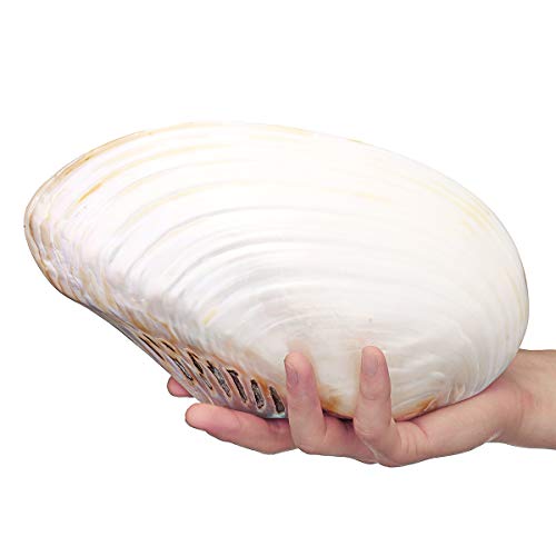 ExcLent Natürliche Muschelschale Korallen Perlmuschel Muschel Doppelseitig Großer Heimtank Dekorationen 26-28Cm ExcLent Natürliche Muschelschale Korallen Perlmuschel Muschel Doppelseitig Großer Heimtank Dekorationen 26-28Cm von ExcLent