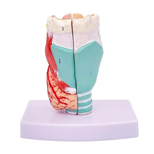 Lebensgroßes menschliches Hals-Anatomie-Modell für Krankheiten, Studie Anatomisches Kehlkopf-Modell, Halsanatomie-Modell, Lehre, Kehlkopf, anatomisches Modell, Larynx von Exingk