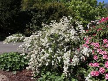 Kleine Prunkspiere 'The Bride', 100-125 cm, Exochorda macrantha 'The Bride', Containerware XXL Kleine Prunkspiere 'The Bride', 100-125 cm, Exochorda macrantha 'The Bride', Containerware XXL von Exochorda macrantha 'The Bride'