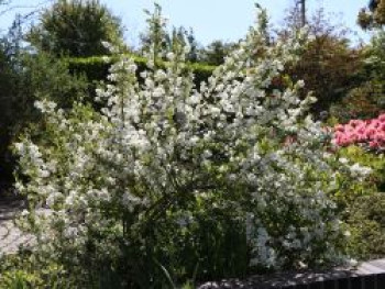 Prunkspiere 'Niagara', 125-150 cm, Exochorda racemosa 'Niagara', Containerware XXL von Exochorda racemosa 'Niagara'