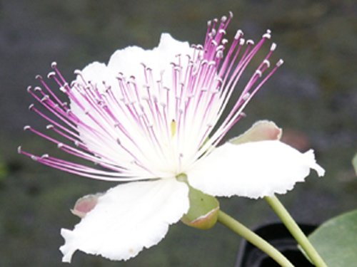 Echte Kapern Capparis spinosa Kapernstrauch Samen von Exoga