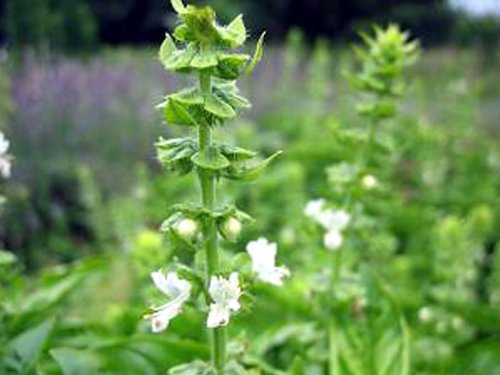 Exoga Normales Basilikum für Pesto etc. Ocimum basilicum Samen von Exoga