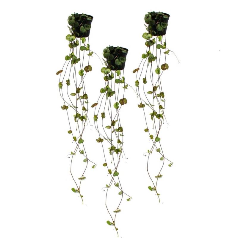 Exotenherz 3er Set Ceropegia Woodii Leuchterblume von Exotenherz