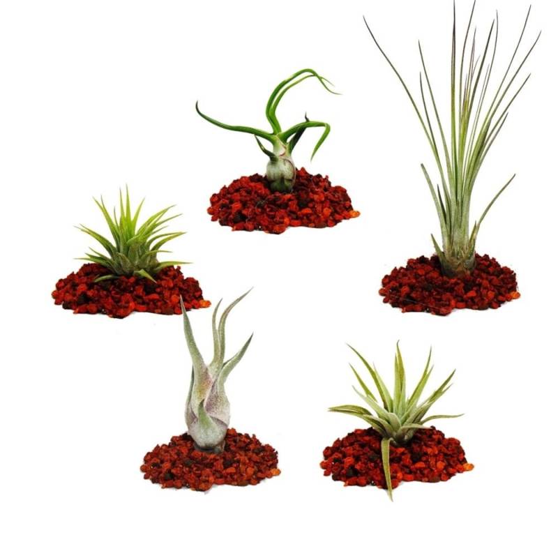 Exotenherz 5 Verschiedene Mini-Tillandsien Extra Klein von Exotenherz