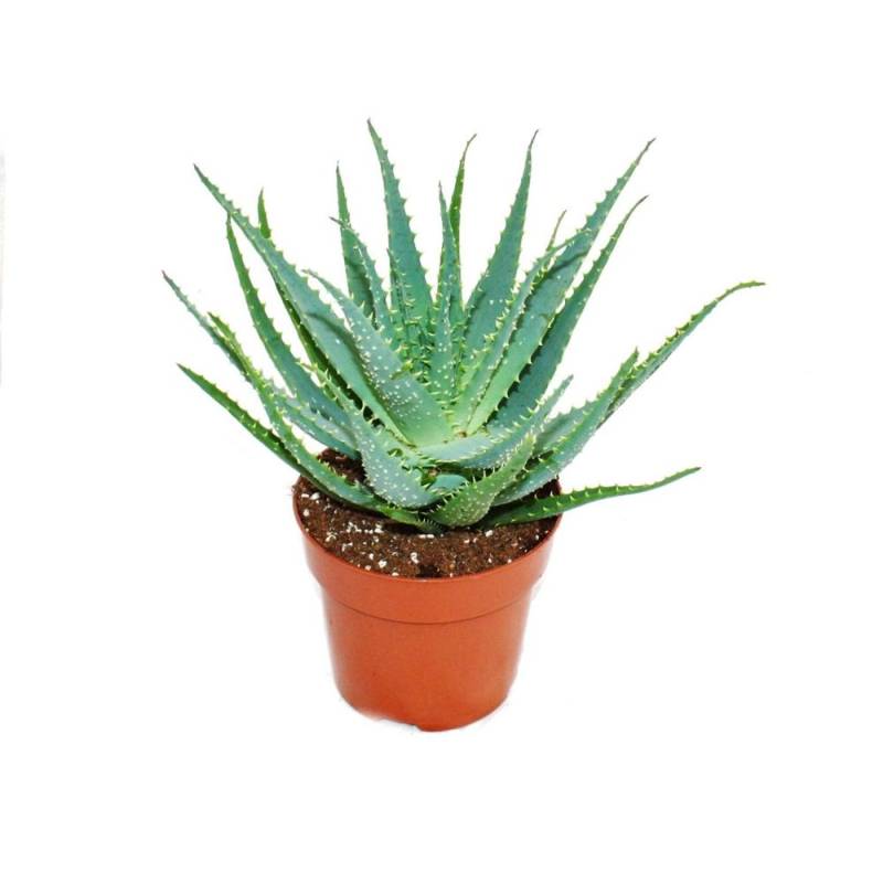 Exotenherz Aloe Aborescens im 19cm Topf von Exotenherz