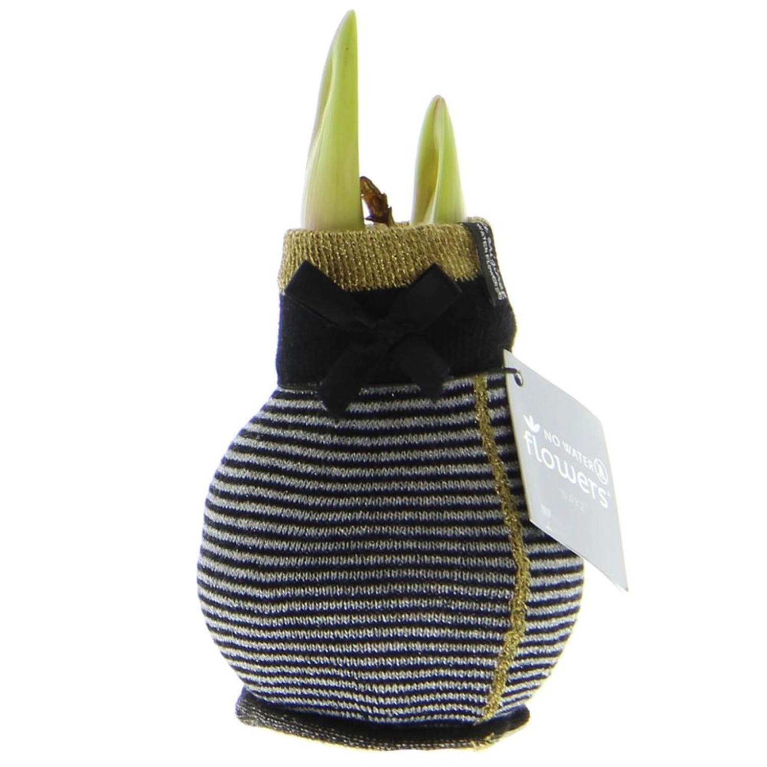 Exotenherz Amaryllis-Zwiebel in Wintersocken Fashion Elegant schwarz-Grau Gestreift Exotenherz Amaryllis-Zwiebel in Wintersocken Fashion Elegant schwarz-Grau Gestreift von Exotenherz