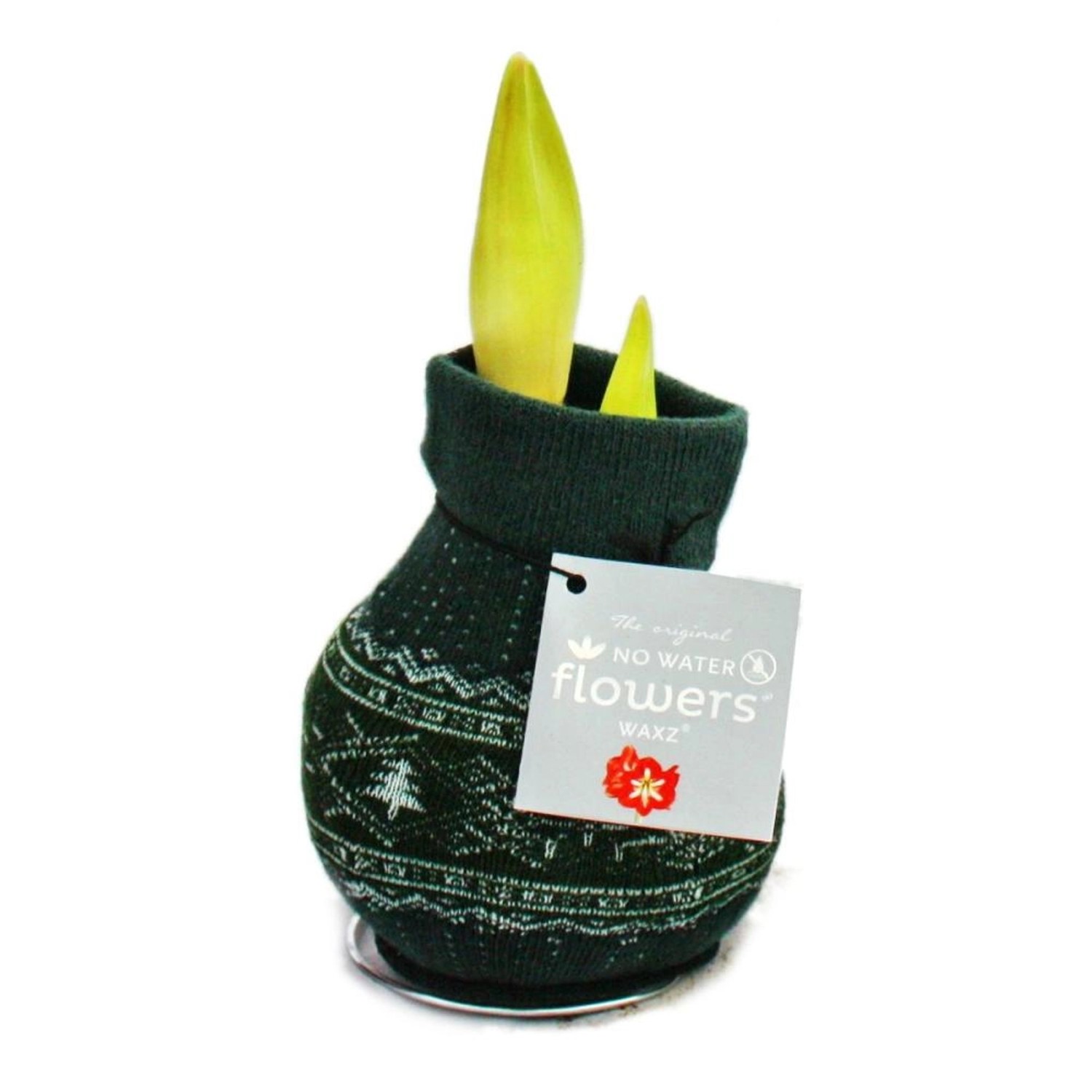 Exotenherz Amaryllis-Zwiebel in der Norweger-Socke Ritterstern Grün Exotenherz Amaryllis-Zwiebel in der Norweger-Socke Ritterstern Grün von Exotenherz