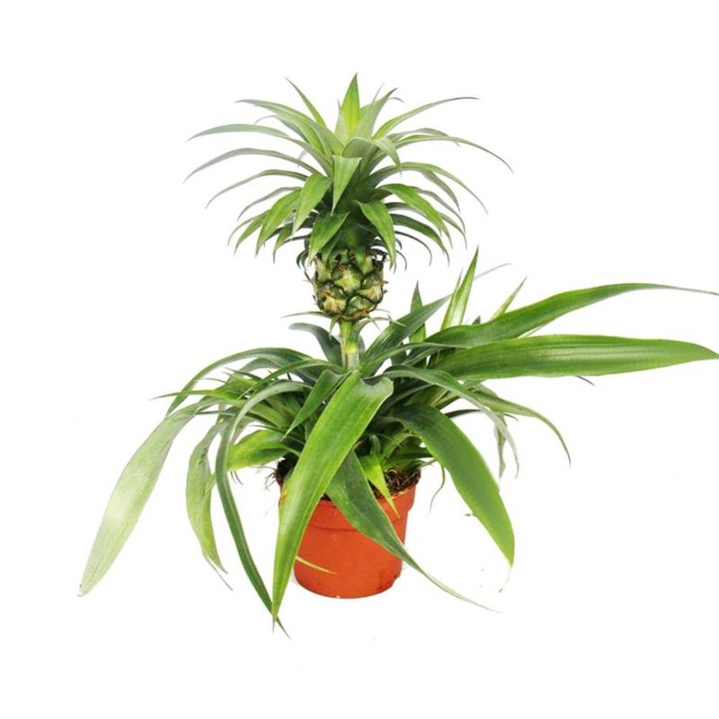 Exotenherz Ananas Champaca Zierananas Zimmerpflanze Exotenherz Ananas Champaca Zierananas Zimmerpflanze von Exotenherz