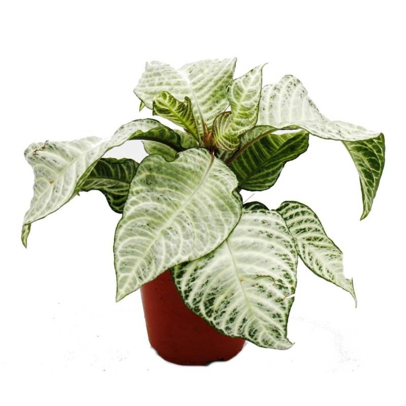 Exotenherz Aphelandra Squarrosa White Wash Glanzkölbchen 12cm Topf von Exotenherz