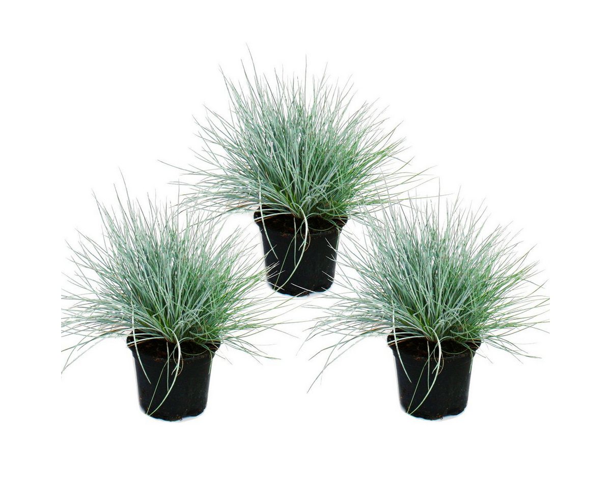 Exotenherz Beetpflanze Blauschwingel-Gras - Festuca glauca - Set mit 3 Pflanzen - 9cm Topf Exotenherz Beetpflanze Blauschwingel-Gras - Festuca glauca - Set mit 3 Pflanzen - 9cm Topf von Exotenherz