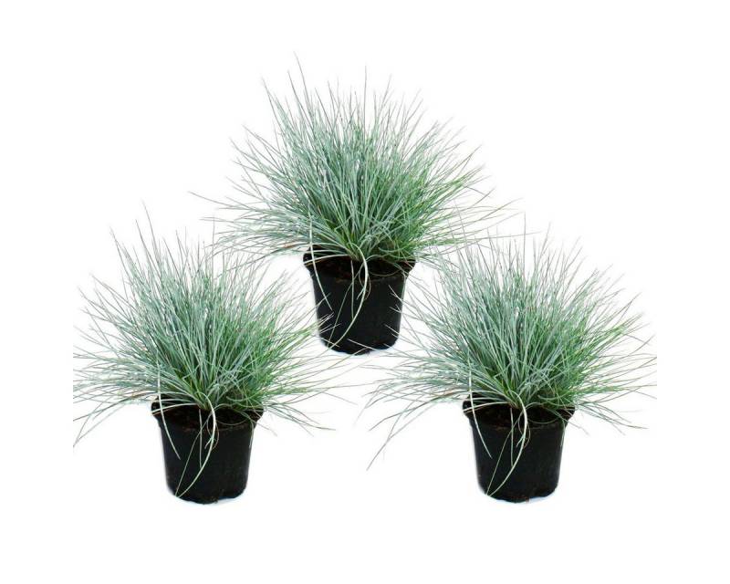 Exotenherz Beetpflanze Blauschwingel-Gras - Festuca glauca - Set mit 3 Pflanzen - 9cm Topf von Exotenherz