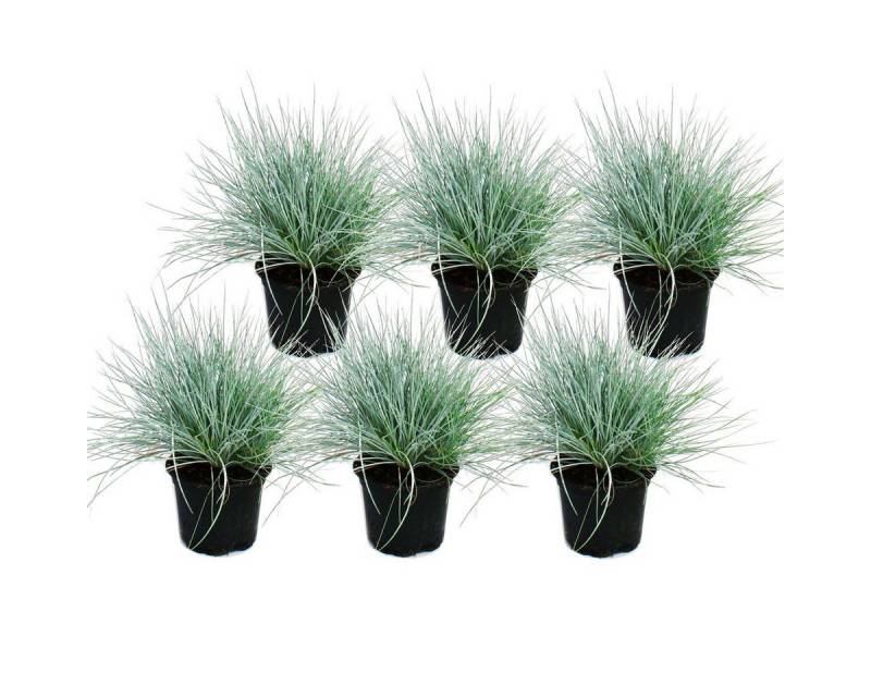 Exotenherz Beetpflanze Blauschwingel-Gras - Festuca glauca - Set mit 6 Pflanzen - 9cm Topf von Exotenherz