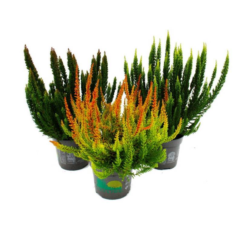 Exotenherz Beetpflanze Calluna Green Nature winterhart 11cm Topf ver. Grüntöne Set mit 3 versch. Pflanzen Exotenherz Beetpflanze Calluna Green Nature winterhart 11cm Topf ver. Grüntöne Set mit 3 versch. Pflanzen von Exotenherz