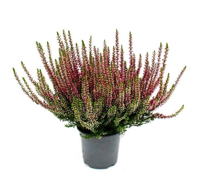 Exotenherz Beetpflanze Calluna vulgaris 6er Set Besenheide Heidepflanze winterhart 11cm Topf Exotenherz Beetpflanze Calluna vulgaris 6er Set Besenheide Heidepflanze winterhart 11cm Topf von Exotenherz