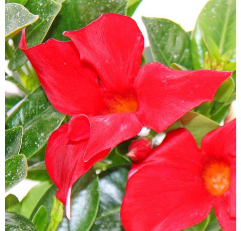 Exotenherz Beetpflanze Dipladenia Chilenischer Jasmin versch. Farben 10cm Topf 1 Pflanze von Exotenherz