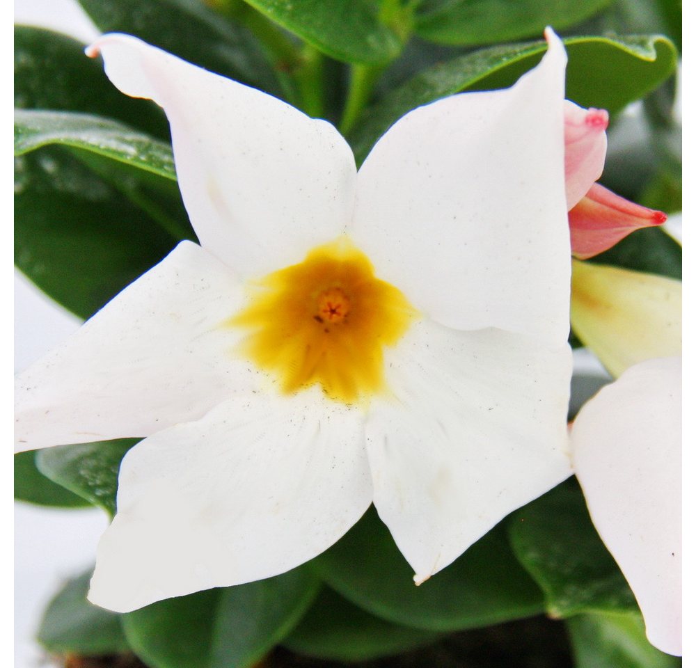 Exotenherz Beetpflanze Dipladenia - Chilenischer Jasmin - 10cm Topf - 1 Pflanze - weiss Exotenherz Beetpflanze Dipladenia - Chilenischer Jasmin - 10cm Topf - 1 Pflanze - weiss von Exotenherz