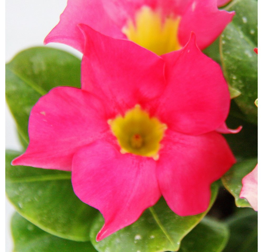 Exotenherz Beetpflanze Dipladenia Chilenischer Jasmin10cm Topf 1 Pflanze - rosa Exotenherz Beetpflanze Dipladenia Chilenischer Jasmin10cm Topf 1 Pflanze - rosa von Exotenherz