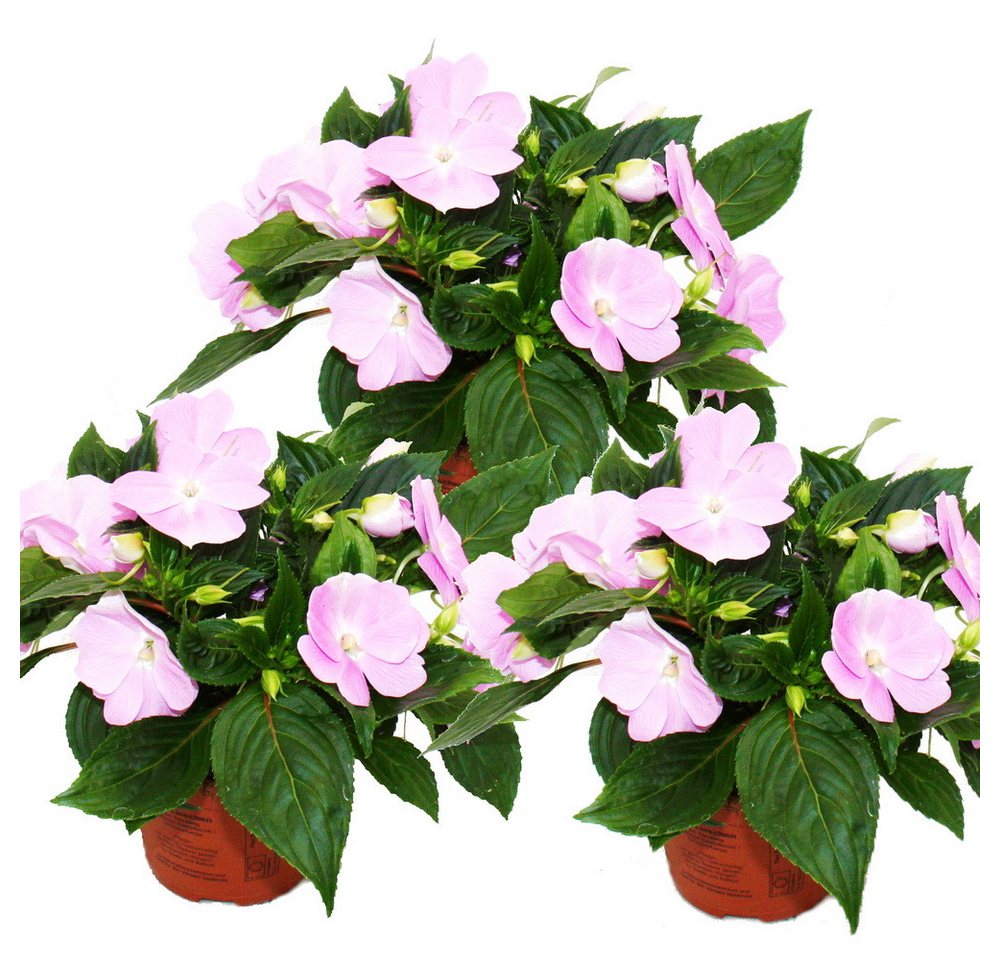 Exotenherz Beetpflanze Edel-Lieschen Impatiens Neu-Guinea 12cm Topf 3 Pflanzen Zartes Violett von Exotenherz
