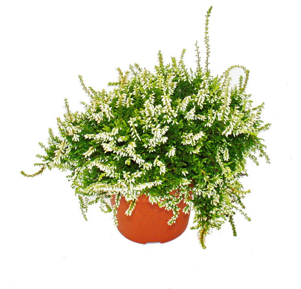 Exotenherz Beetpflanze Hängende Calluna 3er Set hängende Besenheide winterhart 12cm Topf weiß Exotenherz Beetpflanze Hängende Calluna 3er Set hängende Besenheide winterhart 12cm Topf weiß von Exotenherz