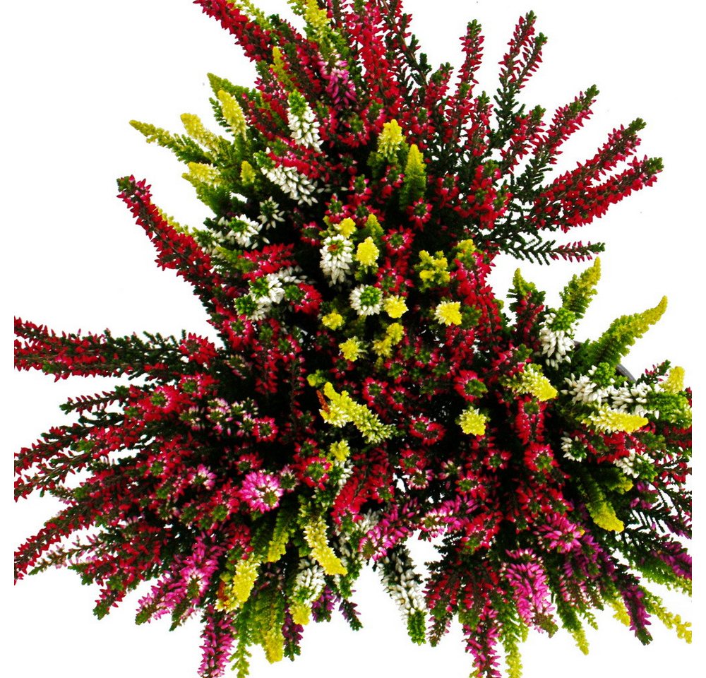 Exotenherz Beetpflanze Mehrfarbige Calluna vulgaris 3er Set 11cm Topf 5 Farben (High FiVE) von Exotenherz