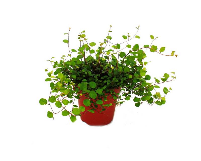 Exotenherz Beetpflanze Zimmerpflanze - Mühlenbeckia complexa - Kiwi-Knöterich - 12cm Topf von Exotenherz