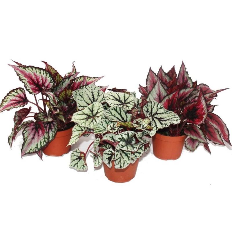 Exotenherz Blattbegonienmix Botanica 3 Pflanzen 12cm Topf Exotenherz Blattbegonienmix Botanica 3 Pflanzen 12cm Topf von Exotenherz