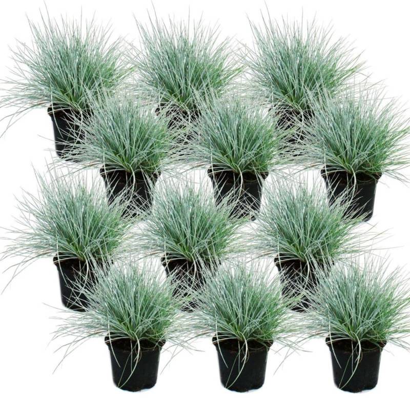 Exotenherz Blauschwingel-Gras Festuca Glauca Set mit 12 Pflanzen 9cm Topf von Exotenherz