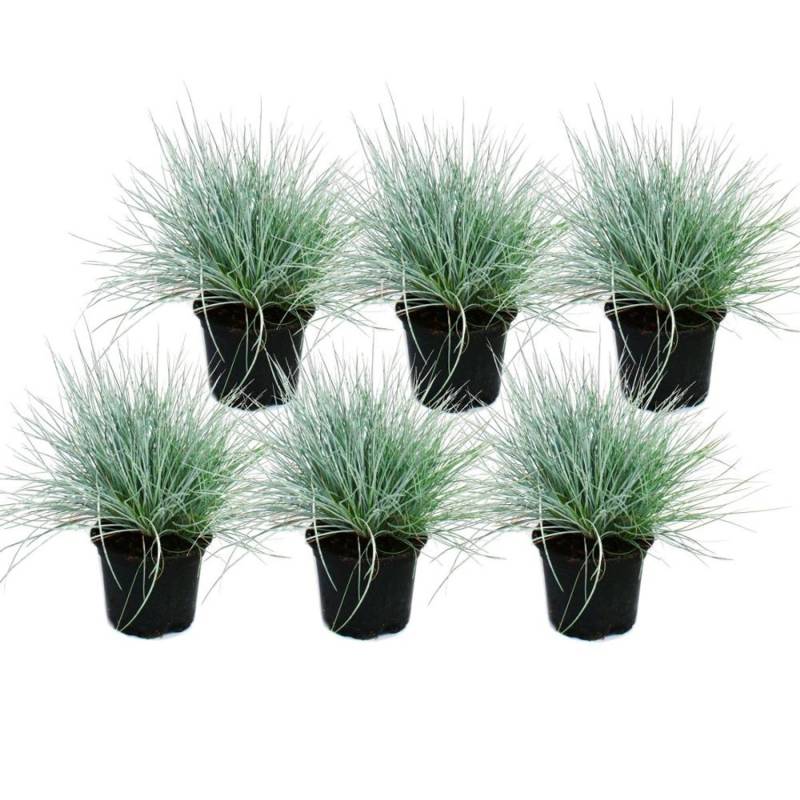 Exotenherz Blauschwingel-Gras Festuca Glauca Set mit 6 Pflanzen 9cm Topf von Exotenherz