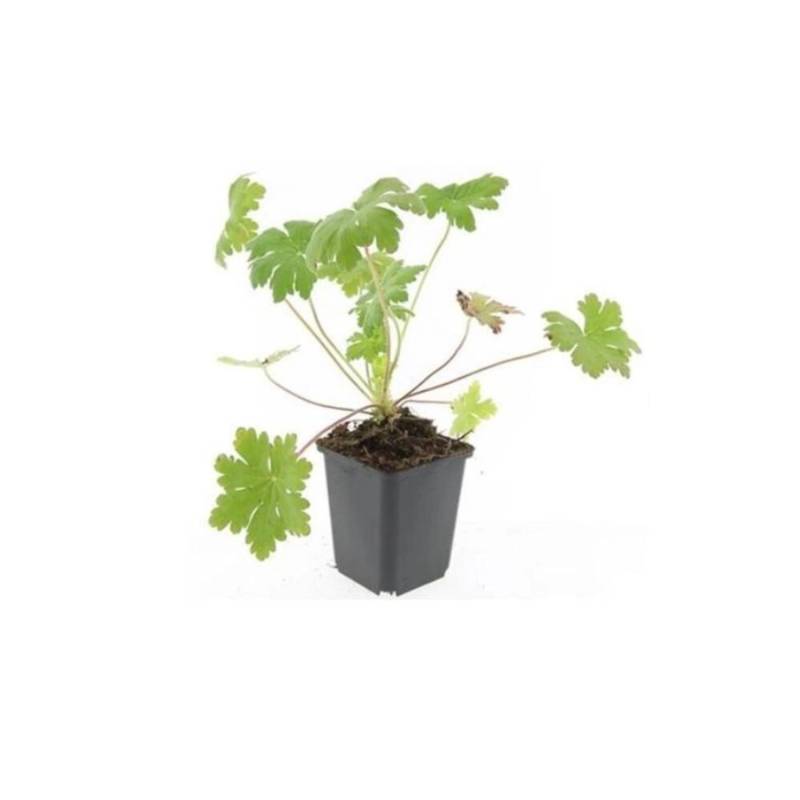 Exotenherz Bodendecker Balkan Storchschnabel Geranium Macrorrhizum Ingwersens Variety 9cm Topf Set Mit 20 Pflanzen von Exotenherz