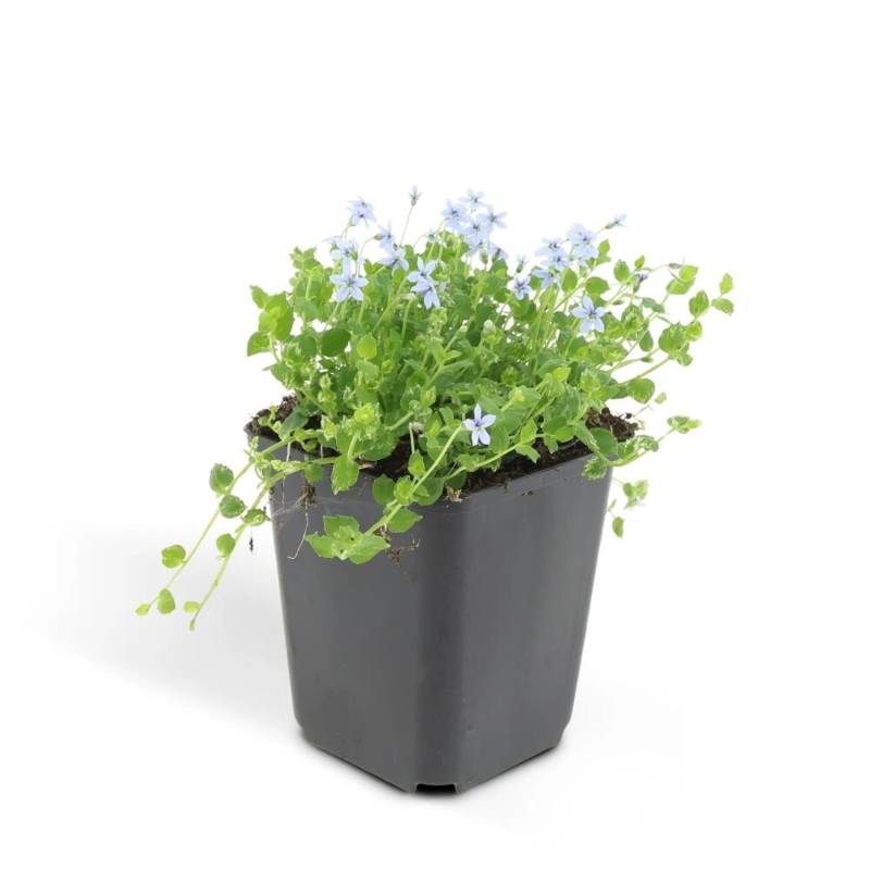 Exotenherz Bodendecker Blauer Bubikopf Isotoma Fluviatilis 9cm Topf Set mit 20 Pflanzen von Exotenherz