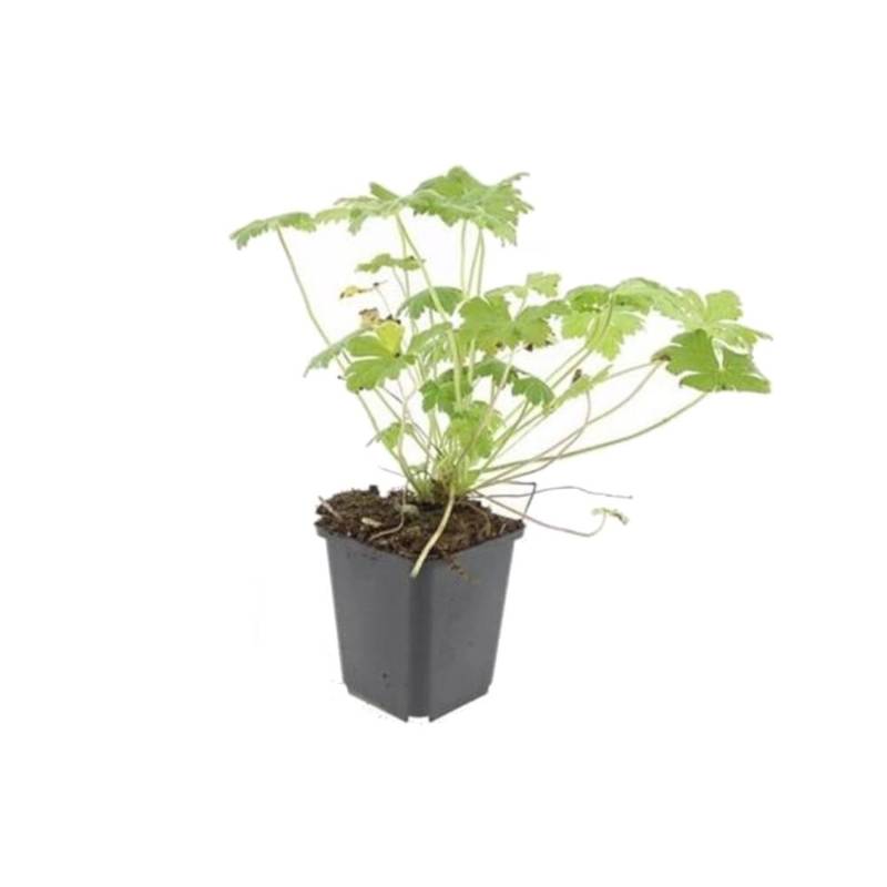 Exotenherz Bodendecker Blut Storchschnabel Geranium Sanguineum Tiny Monster 9cm Topf Set Mit 20 Pflanzen von Exotenherz
