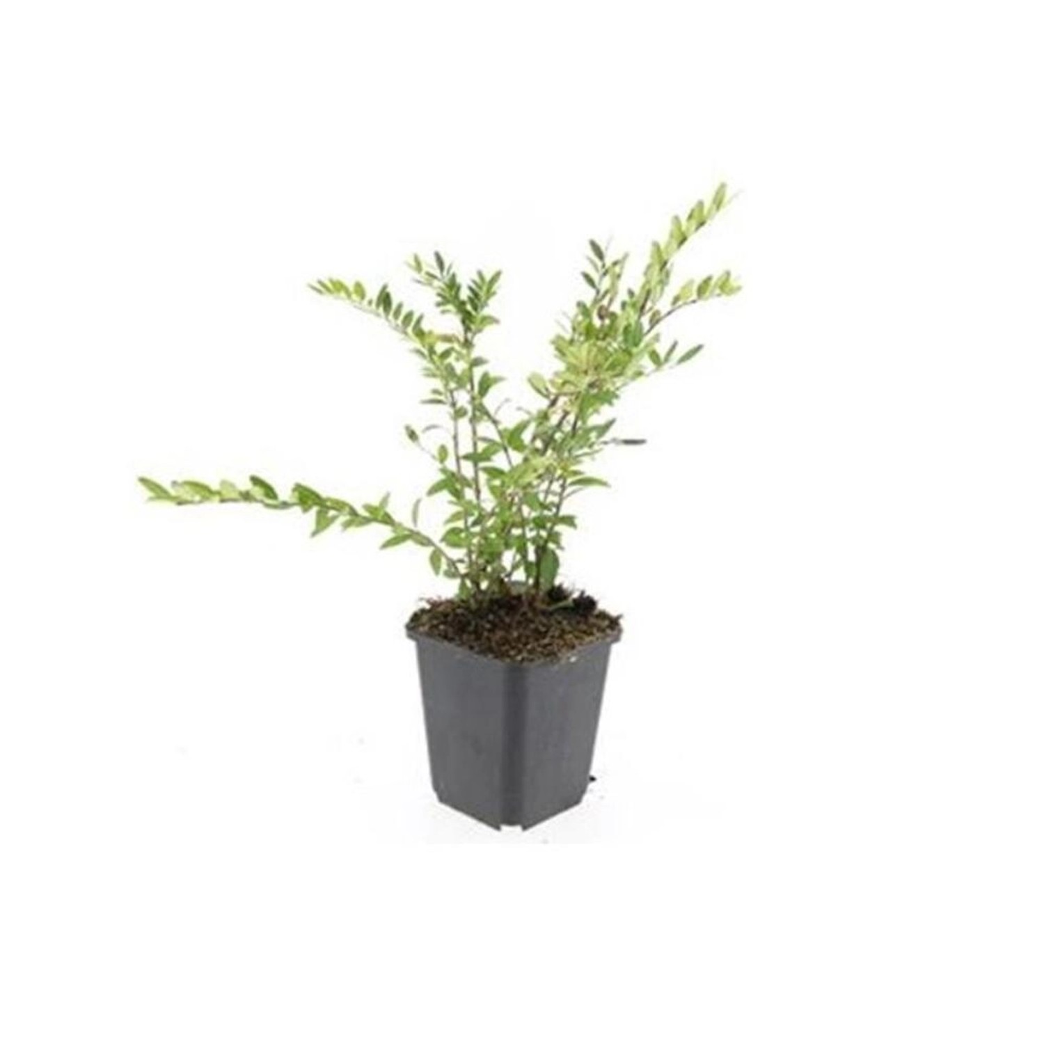Exotenherz Bodendecker Böschungsmyrthe Lonicera Pileata Purple Pearl 9cm Topf Set mit 12 Pflanzen Exotenherz Bodendecker Böschungsmyrthe Lonicera Pileata Purple Pearl 9cm Topf Set mit 12 Pflanzen von Exotenherz