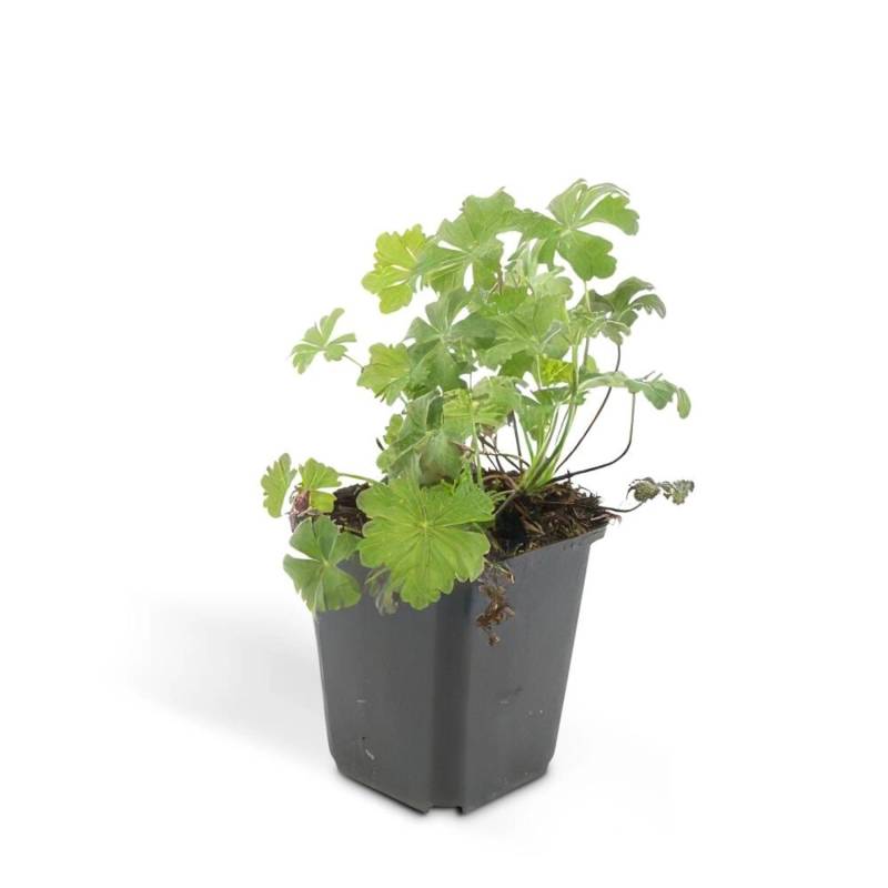 Exotenherz Bodendecker Cambridge Storchschnabel Geranium Cantabrigiense Biokovo 9cm Topf Set Mit 40 Pflanzen von Exotenherz