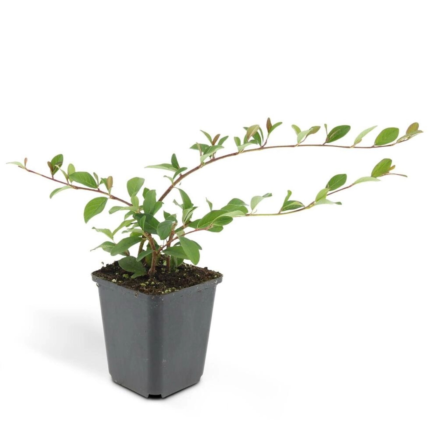 Exotenherz Bodendecker Cotoneaster Dammeri Teppich-Zwergmispel 9cm Topf Set mit 40 Pflanzen von Exotenherz