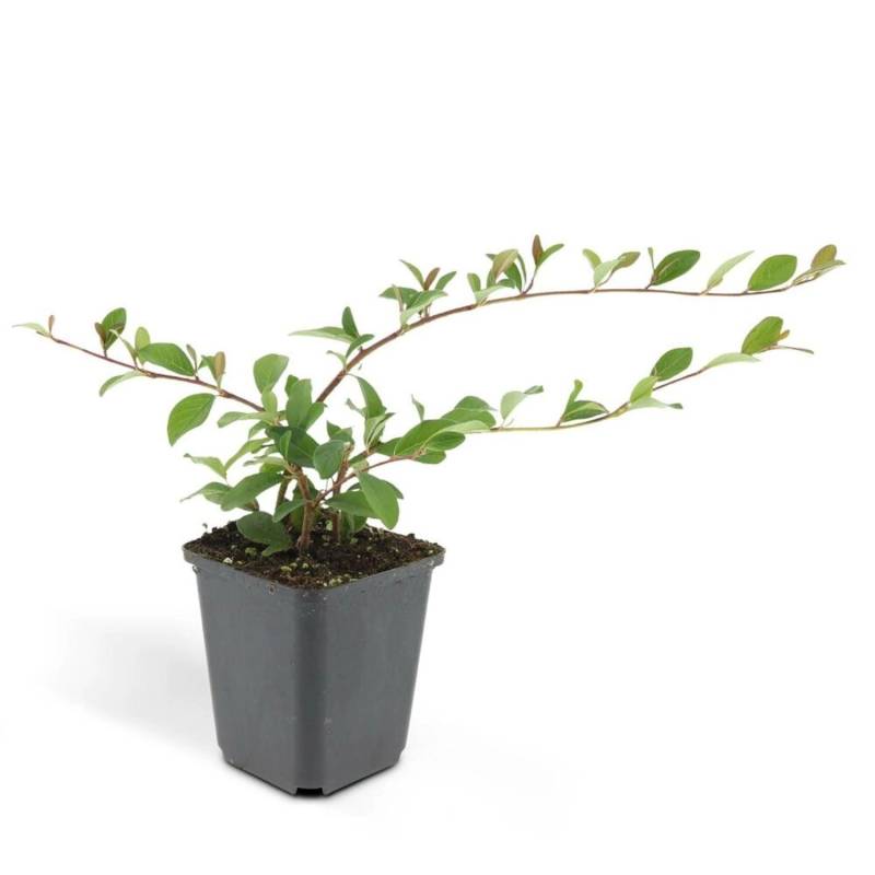 Exotenherz Bodendecker Cotoneaster Dammeri Teppich-Zwergmispel 9cm Topf Set mit 40 Pflanzen von Exotenherz