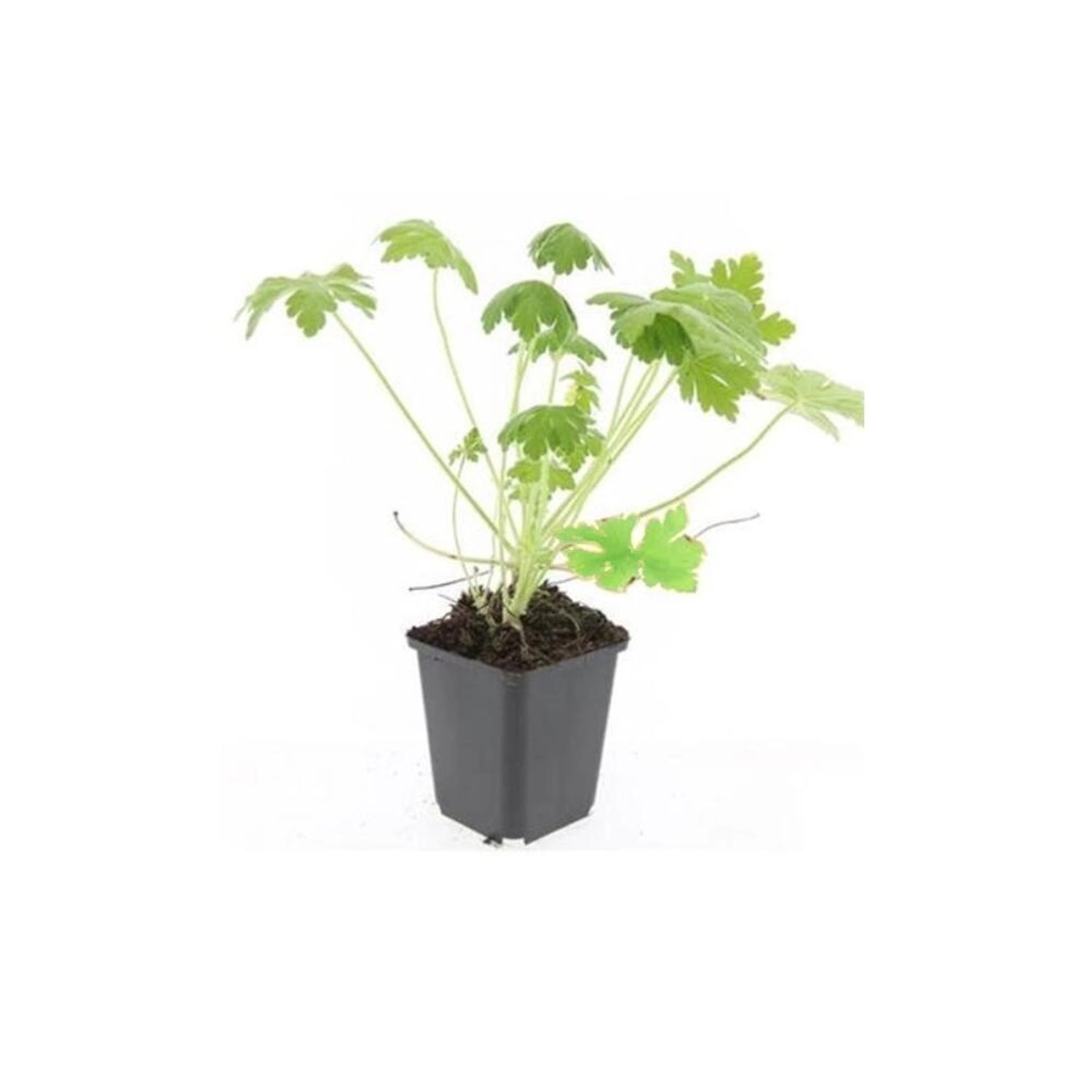 Exotenherz Bodendecker Felsen Storchschnabel Geranium Macrorrhizum Spessart 9cm Topf Set Mit 60 Pflanzen von Exotenherz