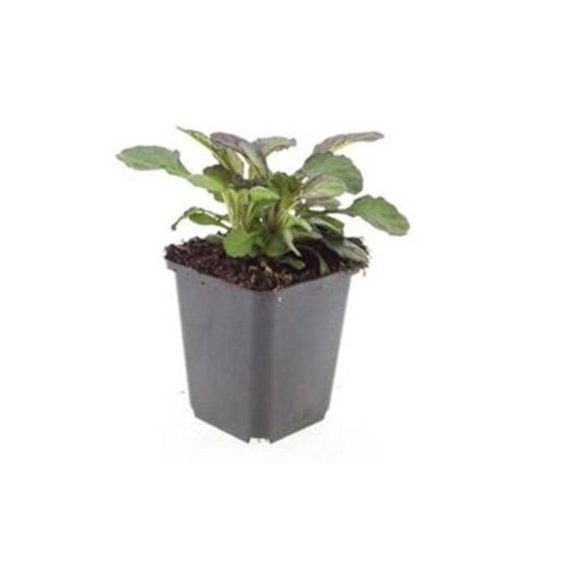 Exotenherz Bodendecker Großblättriger Günsel Ajuga Reptans Catlins Giant 9cm Topf Set Mit 20 Pflanzen Exotenherz Bodendecker Großblättriger Günsel Ajuga Reptans Catlins Giant 9cm Topf Set Mit 20 Pflanzen von Exotenherz