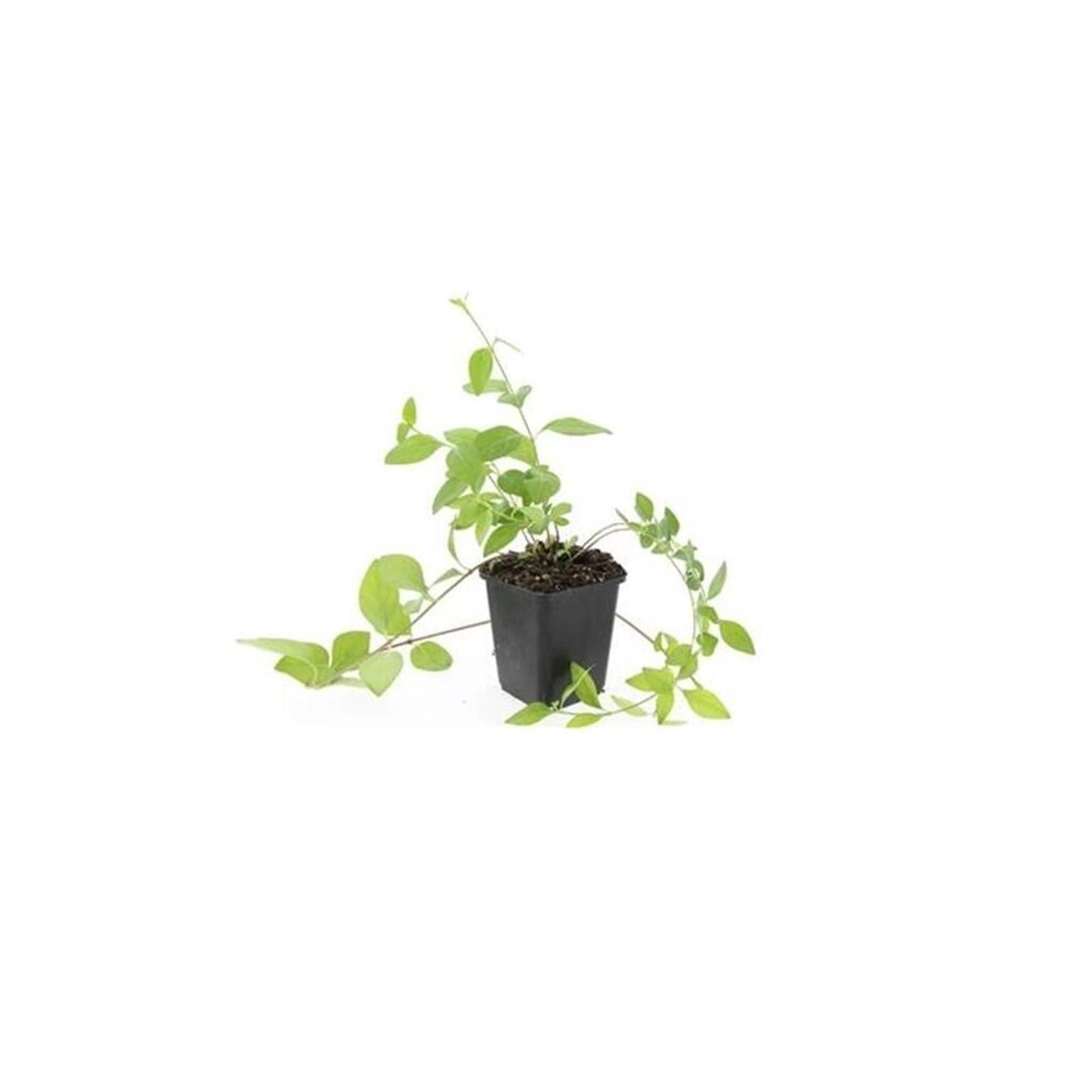 Exotenherz Bodendecker Großblättriges Immergrün Vinca Major Alba 9cm Topf Set Mit 60 Pflanzen von Exotenherz
